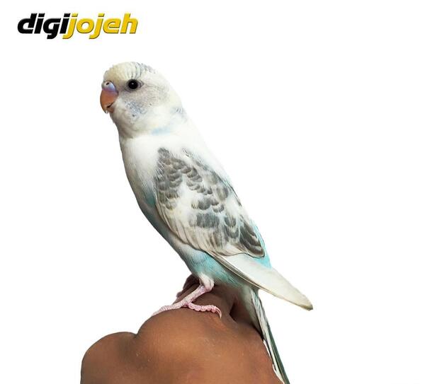 عکس مرغ عشق نر آبی