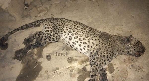 عکس پلنگ واقعی در ایران