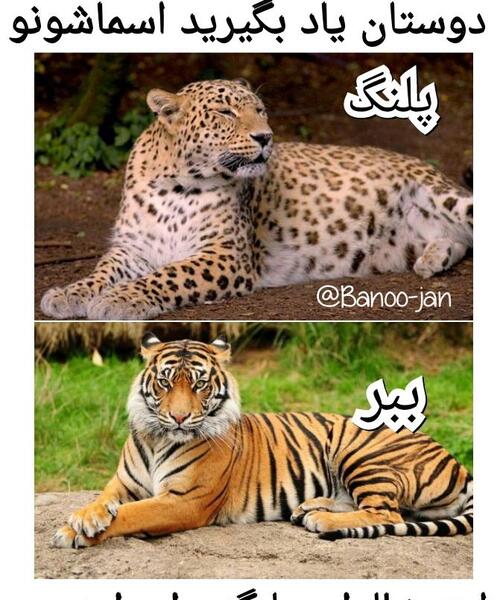 عکس پلنگ با ببر