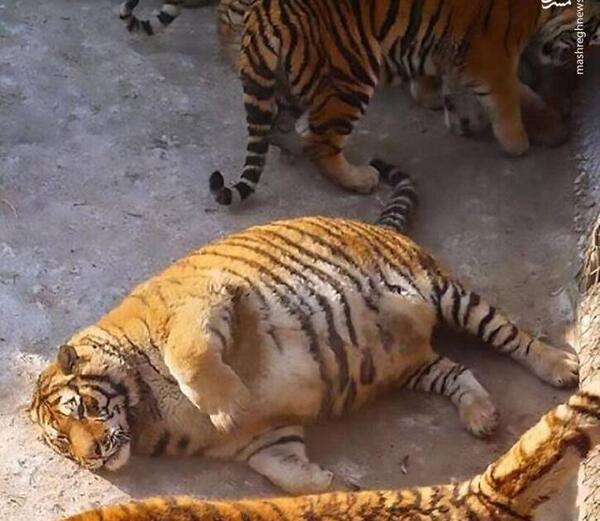 عکس پلنگ ببر