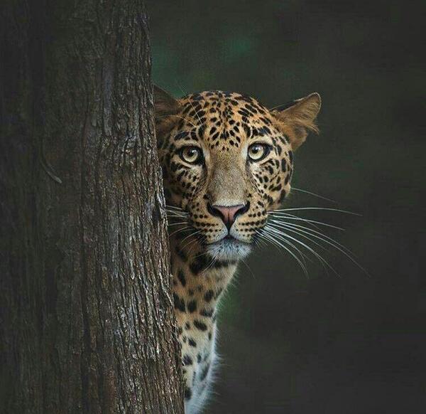 عکس نقاشی پلنگ سیاه