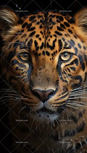 عکس پلنگ می خوام