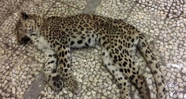 عکس پلنگ لاغر