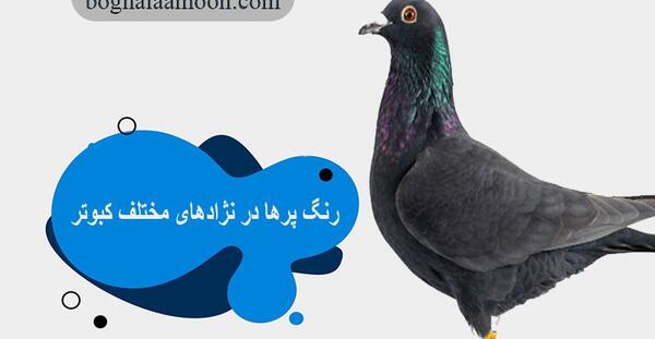 عکس کفتر گلی پلنگ