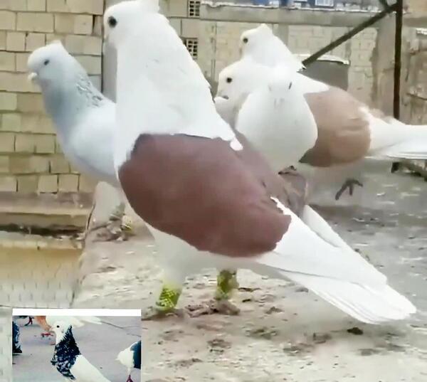 عکس کفتر گلی پلنگ