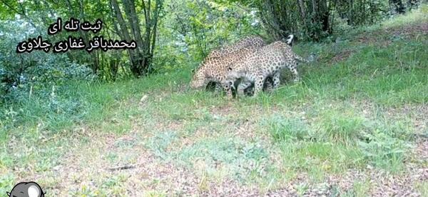 عکس پلنگ مازندران ایرانی