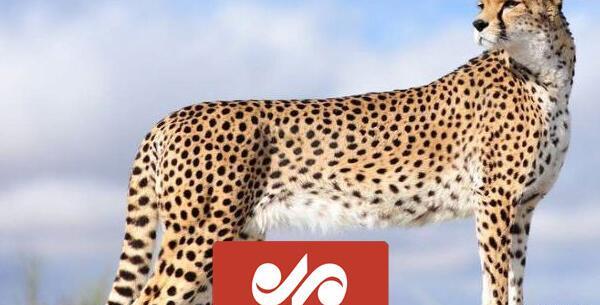 عکس پلنگ مازندران ایرانی