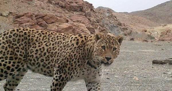 عکس پلنگ مازندران وحشی