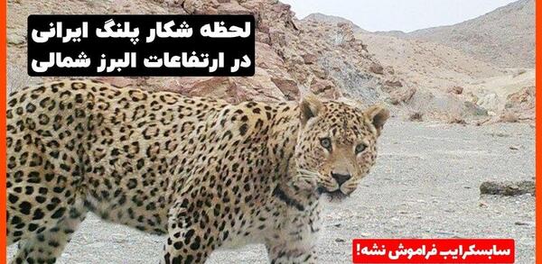 عکس پلنگ مازندران وحشی