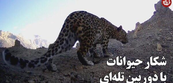 عکس پلنگ مازندران وحشی