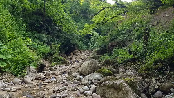 عکس پلنگ دره مازندران