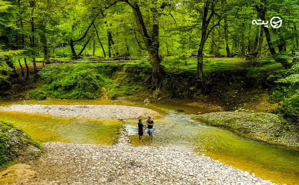 عکس پلنگ دره مازندران