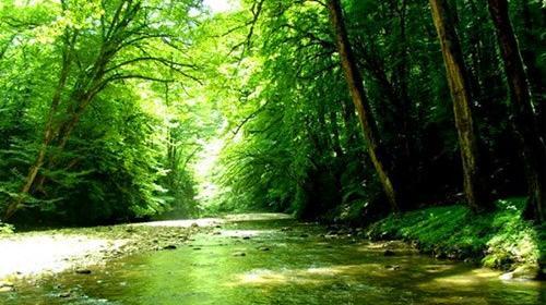 عکس پلنگ دره مازندران