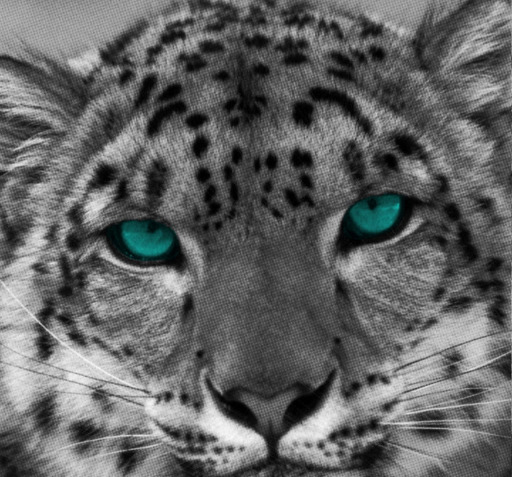 عکس پلنگ برفی برای تصویر زمینه