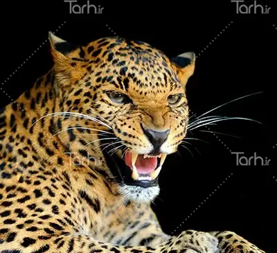 عکس پلنگ وحشی ترسناک