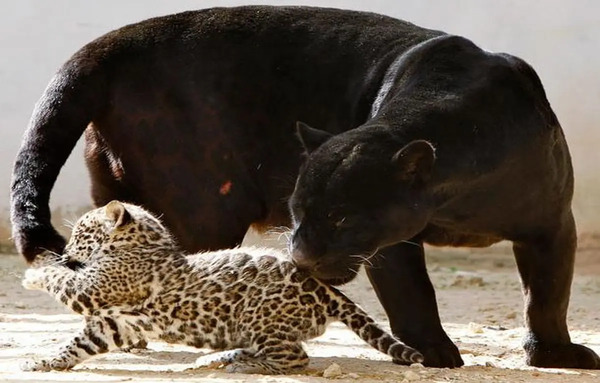 عکس پلنگ ایرانی دختر