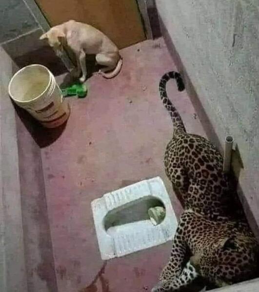 عکس علی پلنگ و سگش