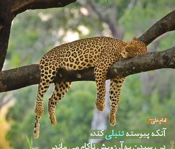 عکس علی پلنگی