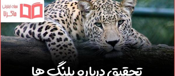 عکس پلنگ ایرانی مازندران