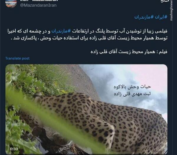 عکس پلنگ ایرانی مازندران