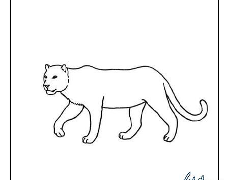عکس پلنگ برای نقاشی کودکان
