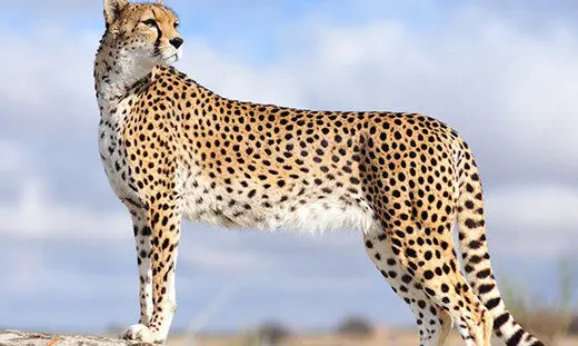 عکس بچه پلنگ خانگی