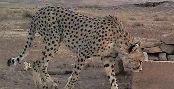 عکس پلنگ در شاهرود
