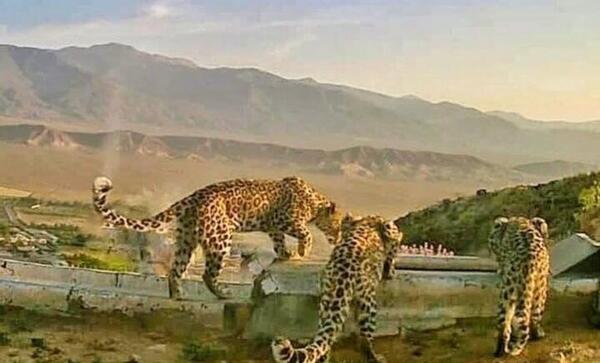 عکس پلنگ در شاهرود