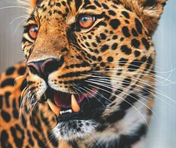 عکس پلنگ سفید سیاه