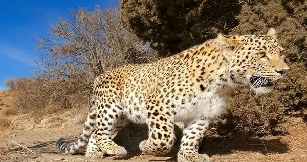 عکس زن پلنگ ایرانی