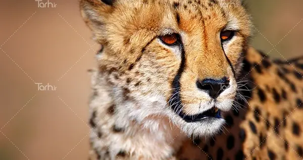 عکس ترسناک پلنگ صورتی
