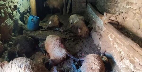 عکس حمله پلنگ به انسان