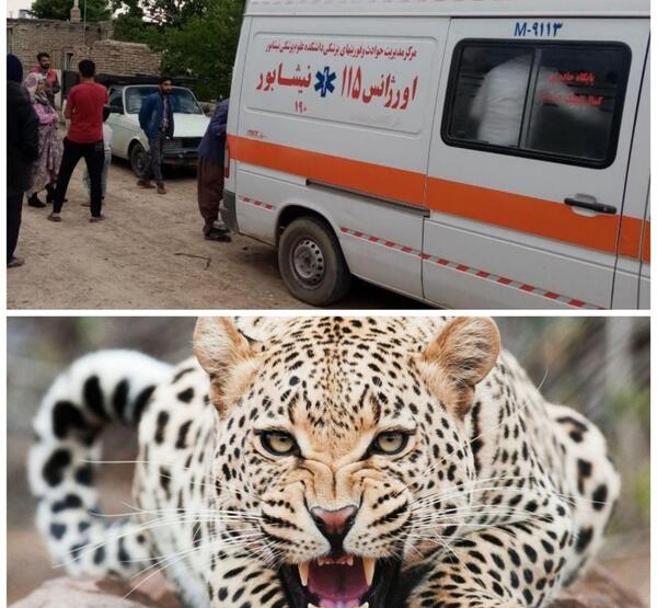 عکس حمله پلنگ به انسان