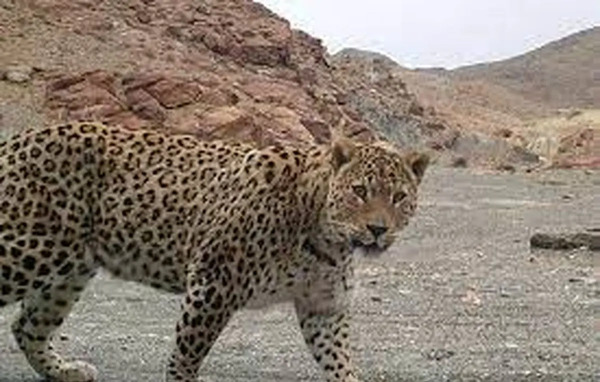 عکس دختر پلنگ خوشگل