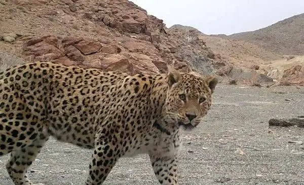 عکس پلنگ در جنگل مازندران