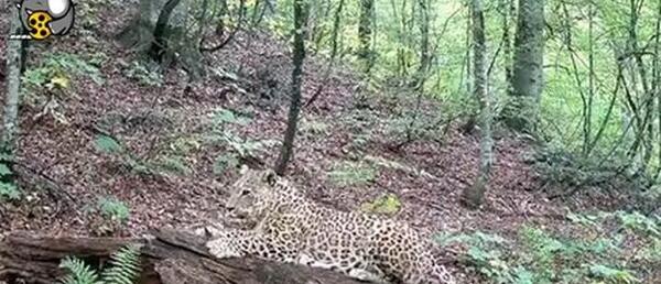 عکس پلنگ در جنگل مازندران