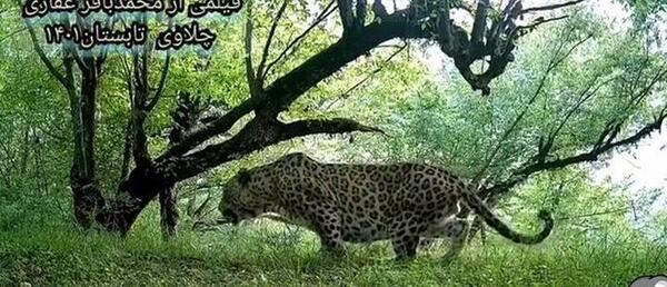 عکس پلنگ در جنگل مازندران