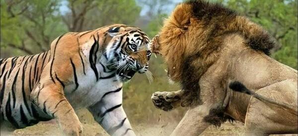 عکس پلنگ خیلی ترسناک