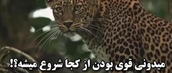 عکس پروفایل پلنگ با متن