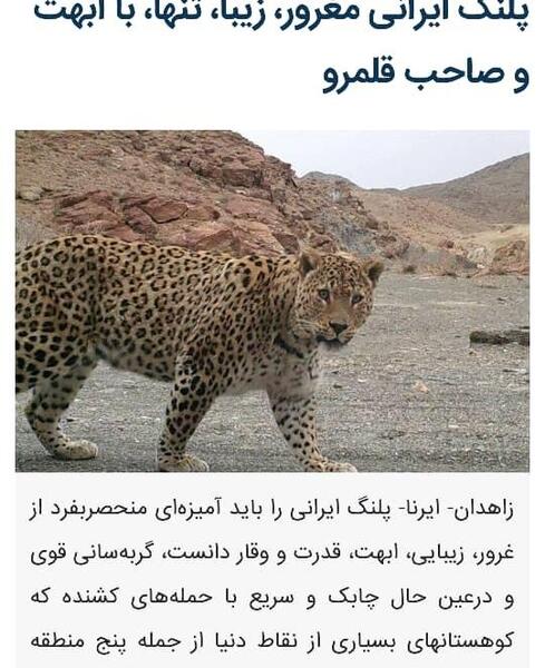 عکس پروفایل پلنگ با متن