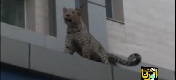 عکس آخرین پلنگ مازندران