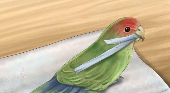 عکس نقاشی ساده طوطی برزیلی
