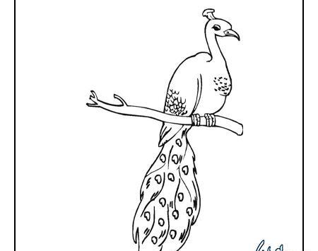 عکس نقاشی طاووس ساده زیبا