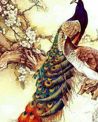 عکس نقاشی طاووس ساده زیبا
