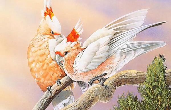 عکس نقاشی ساده عروس هلندی