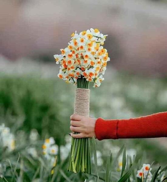 عکس زیبای گل نرگس برای پروفایل