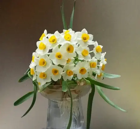 عکس گل های زیبای نرگس