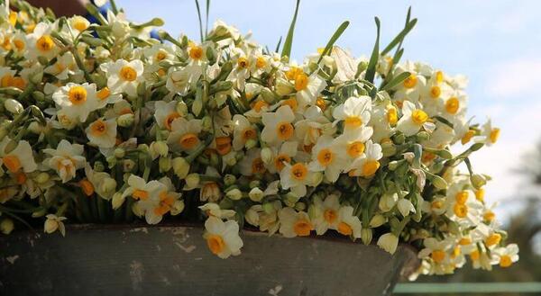 عکس گل های زیبای نرگس