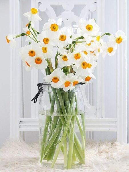 عکس گل نرگس برای والپیپر