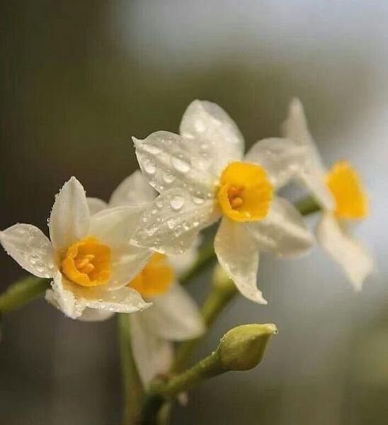 عکس گل نرگس برای والپیپر
